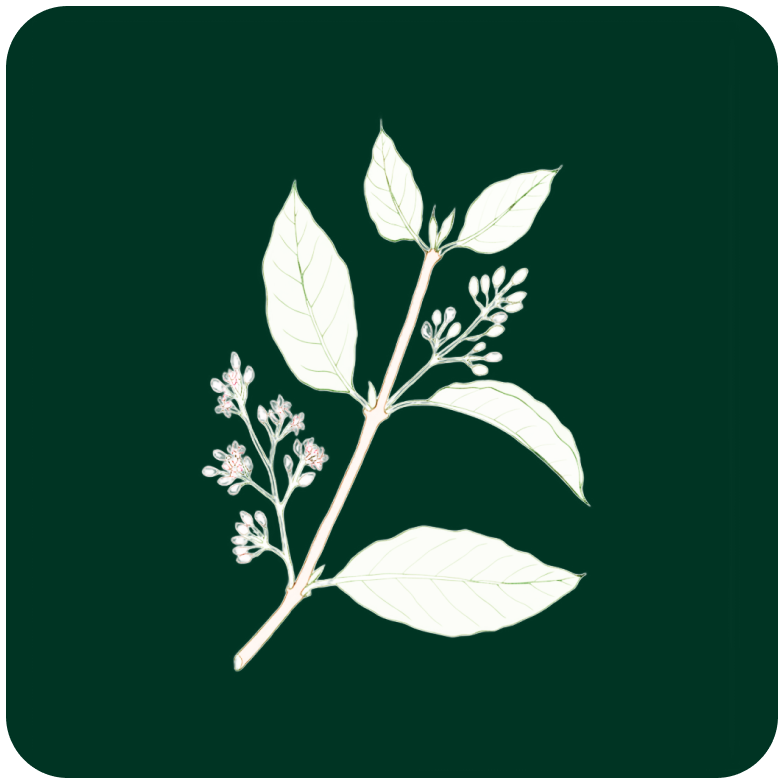 Tea Ventures